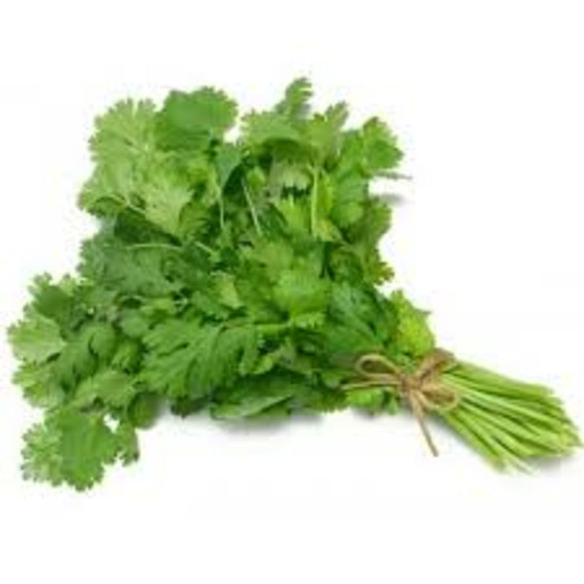 of cilantro
