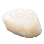 Sea Scallop