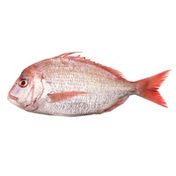 Whole Costa Rican Snapper