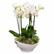 Debi Lilly Miramar Garden Orchid Arrangement