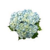 White Or Blue Hydrangea