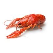 Whole Cooked Crayfish