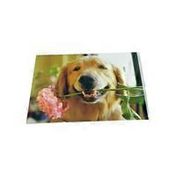 Avanti Press Golden With Pink Flower Dog Blank Card Greeting Card