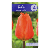 Garden State Bulb Company Tulip Orange van Eijk