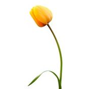 10-Stem Tulips