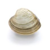 Middleneck Hardshell Clams