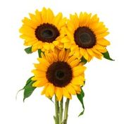 3 Stem Floral Sunflower