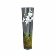 Westerlay Orchids Orchid Terrarium