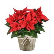 Fresh 7" Red Poinsettia Where Available