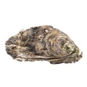Assi Oysters