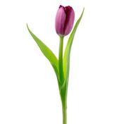 10 Stem Fresh Cut Tulips