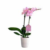 Bloom Haus 5" Everyday Phalaenopsis Orchid