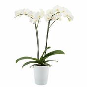 Westerlay Orchids White Phalaenopsis Orchid