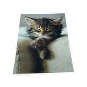 Avanti Sleeping Kitten with Folded Paws Blank Card