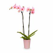 Westerlay Orchids Pink Diamond Gemstone Orchid