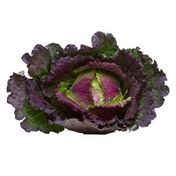 Red Savoy Cabbage