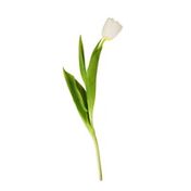 4" Tulip