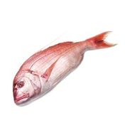 Fish Whole Whole Wild Caught Red Snapper