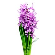 4" Hyacinth