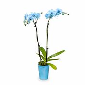 Westerlay Orchids Blue Sapphire Gemstone Orchid