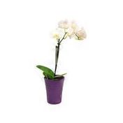 3" Candy Orchid