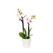 Westerlay Orchids Double Spike Phalaenopsis Orchid