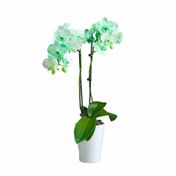 Westerlay Orchids Emerald Green Gemstone Orchid