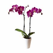Westerlay Orchids Winter Wonder Orchid Plant