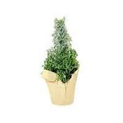 Bayview Flowers 6" Floral Christmas Tree