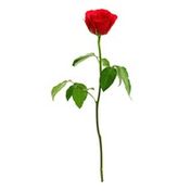 Single Stem Bouquet Rose