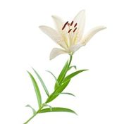 Assorted White Oriental Lily