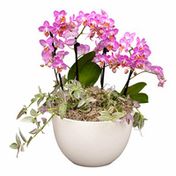 Debi Lilly Leadbetter Garden Orchid Arrangement