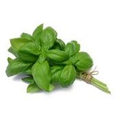 Organic Basil Plant