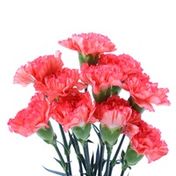 Arrange Roses & Carnations in a Vase