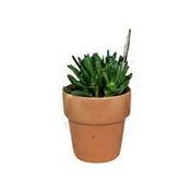 Green Circle Growers 5" Assorted Succulent in Clay Pot