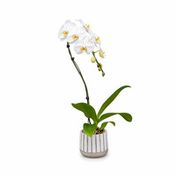 Westerlay Orchids White Cascade Orchid Plant