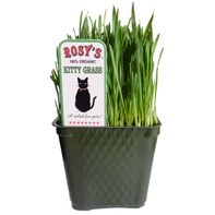 Rosy's Organic Kitty Grass, 4 Inch