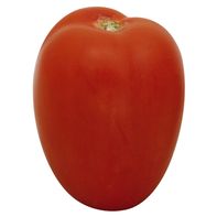 Greenhouse Roma Tomato