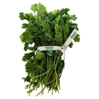 Cilantro Bunch
