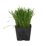 New Natives Organic Wheatgrass