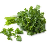Organic Cilantro