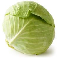 Green Cabbage