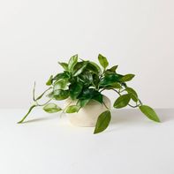 Hearth & Hand with Magnolia Small Trailing Hoya Leaf Potted Artificial Plant