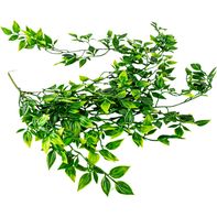 Terrassic Mandala Vine