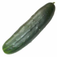 Cucumber