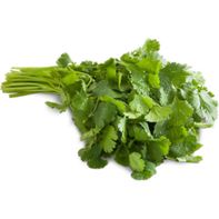 Cilantro