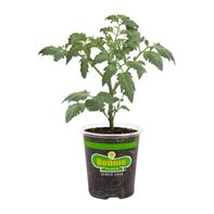 Bonnie Plants 19 Oz. Early Girl Tomato Plant