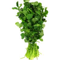 Cilantro Bunch