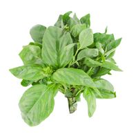 Organic Basil
