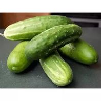 Cucumber